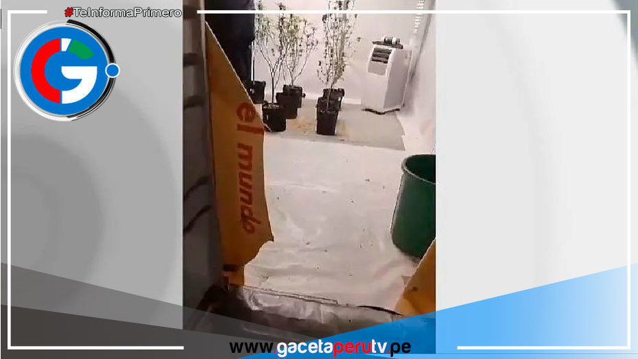 Operativo policial descubre plantación clandestina en A.H. Los Cedros de Pachacútec en Ventanilla