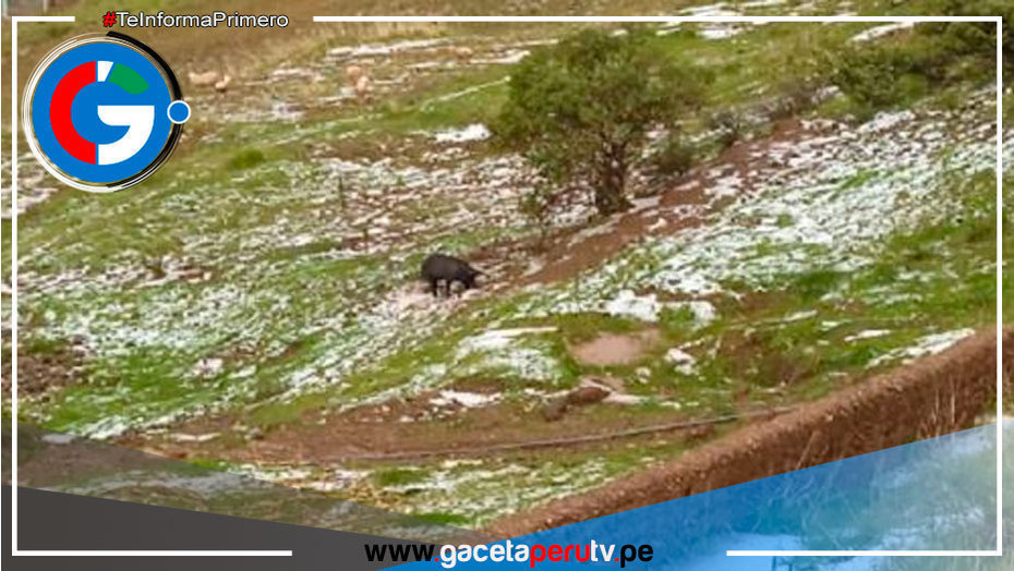 Granizada Despiadada Golpea a Huancaspata: 1000 Hectáreas de Cultivo Arrasadas en 3 Horas