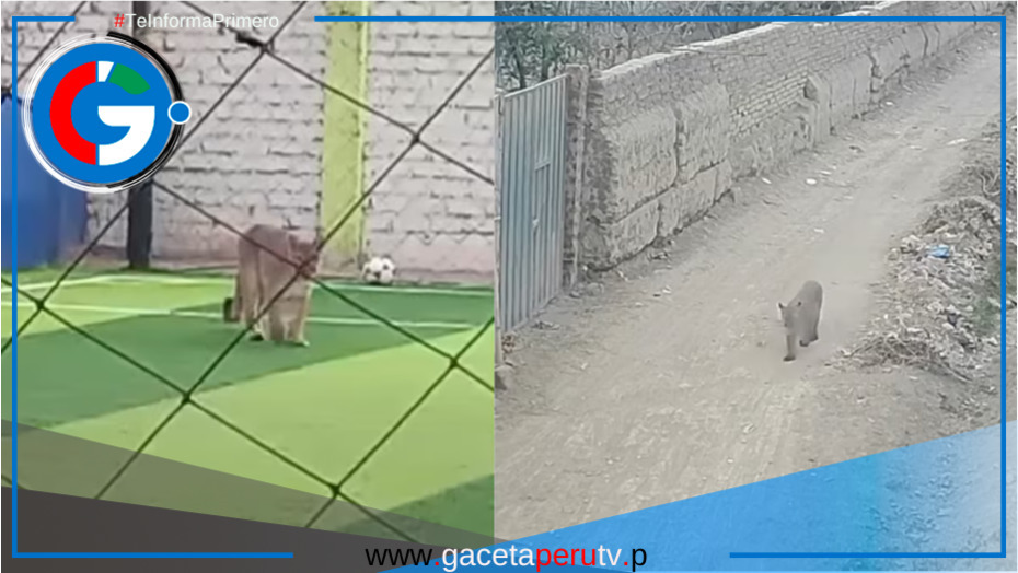 Puma avanza por las calles de Chincha: Serfor inicia operativo de captura