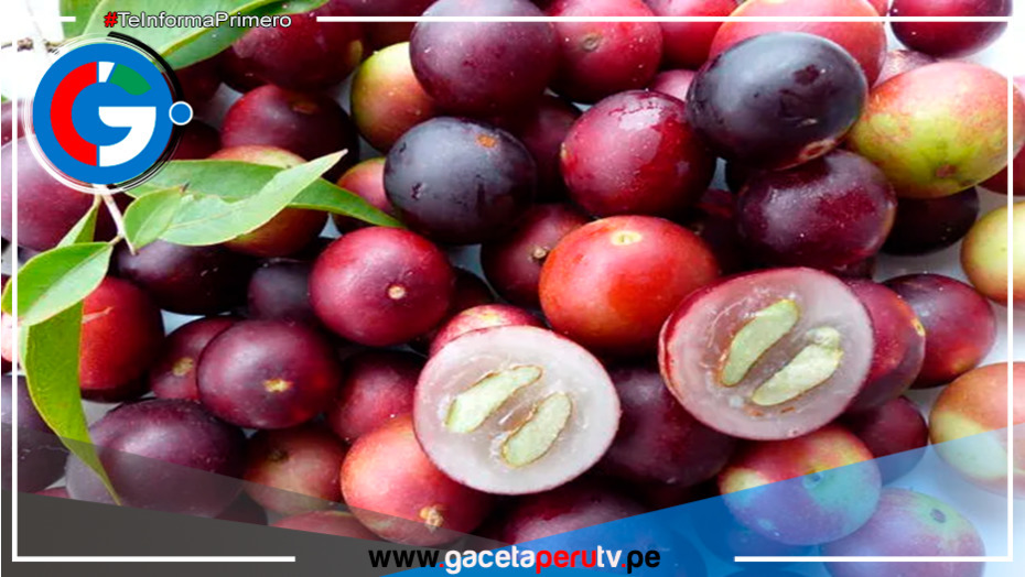 Perú sorprende al mundo con la fruta más rica en vitamina C, 10 veces más que la naranja
