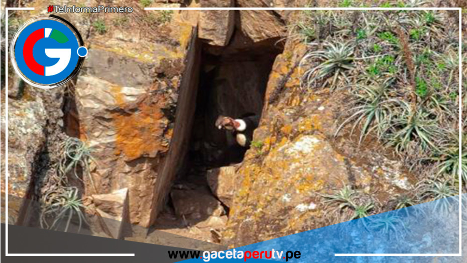 En el sur de Ayacucho encuentran el primer nido de cóndores 