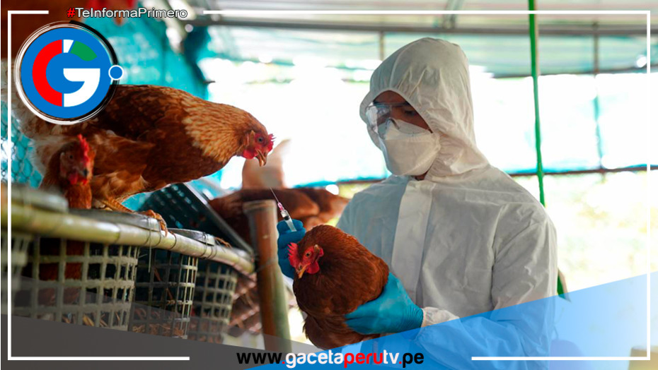 ¡Alerta! Gripe aviar en La Libertad: detectan brote en granja de gallinas