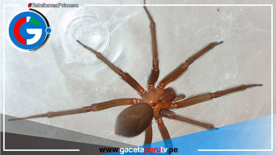 SMP: Brindan  atención oportuna a paciente mordido por araña viuda negra