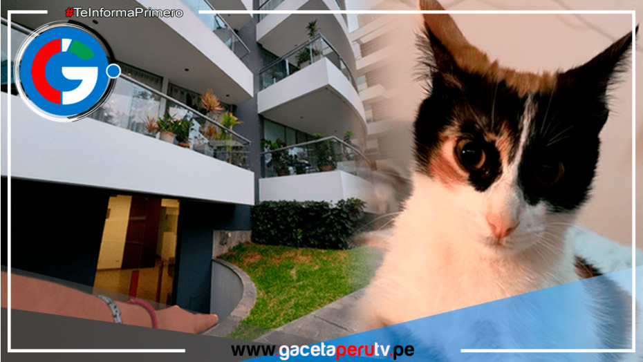 Surco: Excandidata a la alcaldía es denunciada por lanzar gatitos desde un edificio