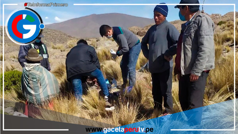 Arequipa: pobladores denuncian ataques de pumas: “Han matado algo de 150 animales”