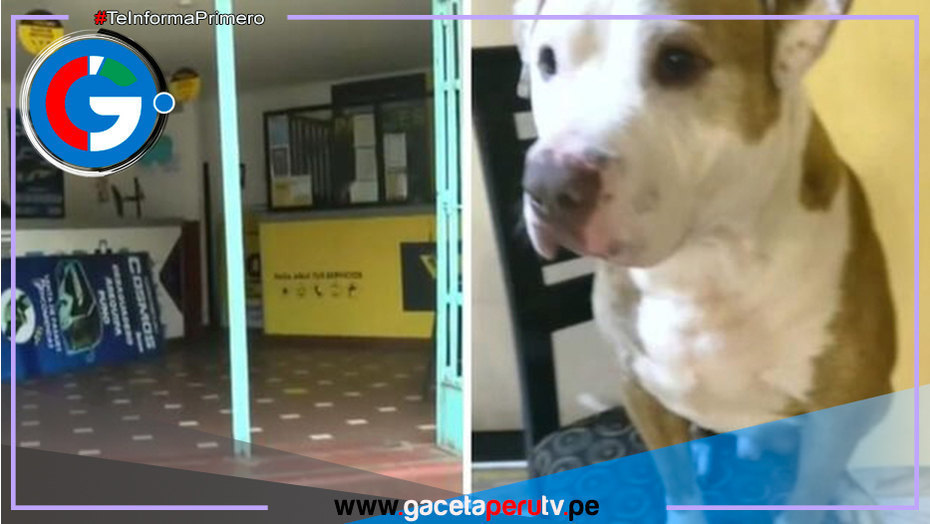 Perro muere asfixiado en bodega de bus