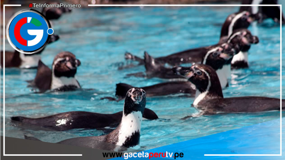 Parque de las Leyendas te invita a celebrar el Día Mundial del pingüino 