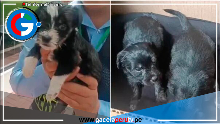 Albergue de San Isidro brindará refugio temporal a cachorros abandonados