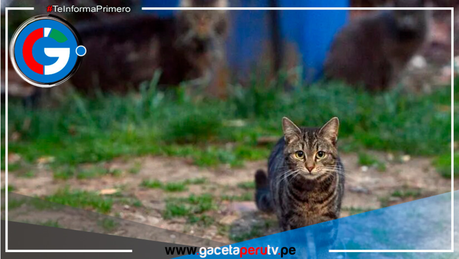  Siete gatos mueren en Chiclayo tras aparente envenenamiento