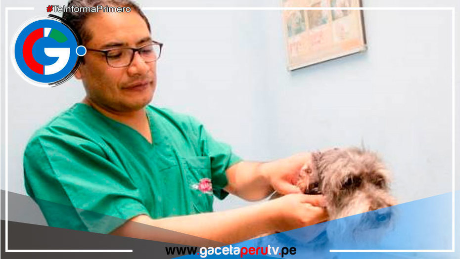 Aprueban directiva que regula la intervención quirúrgica en perros y gatos 