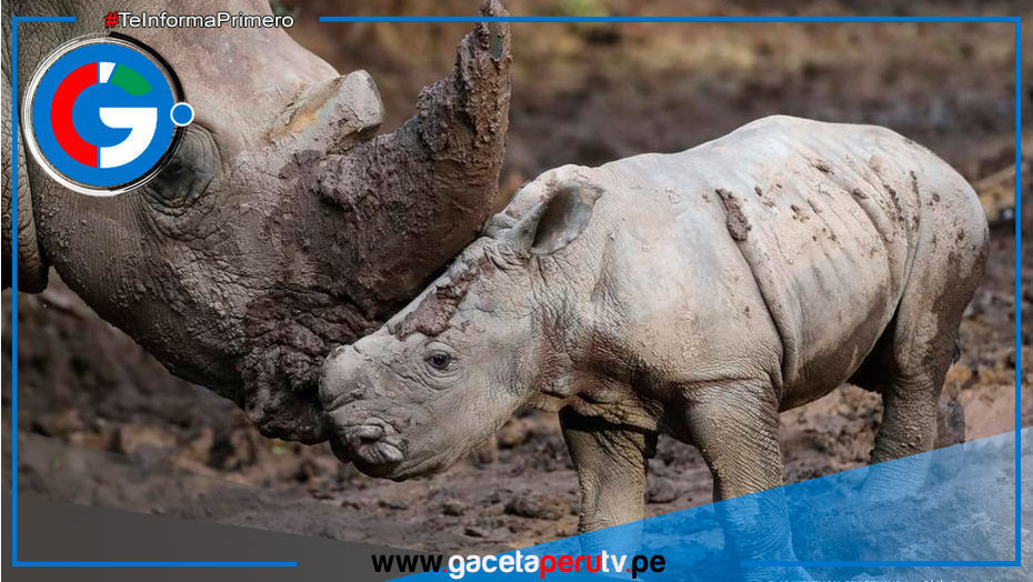 Buin Zoo celebra el nacimiento de Silverio, un rinoceronte blanco en peligro de extinción
