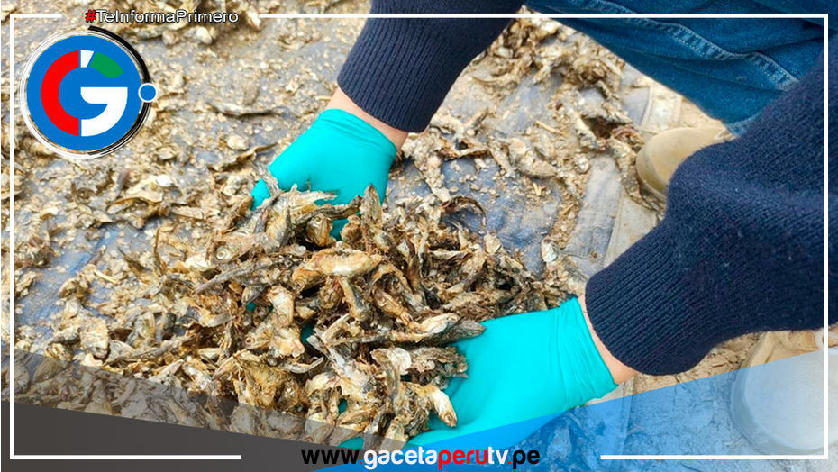 Ica: Decomisan 11.3 toneladas de anchoveta provenientes de la pesca ilegal