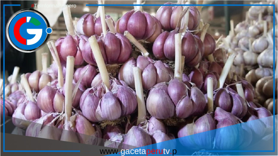 Precio del ajo criollo cae a S/ 9.50 por kilogramo en el mercado mayorista