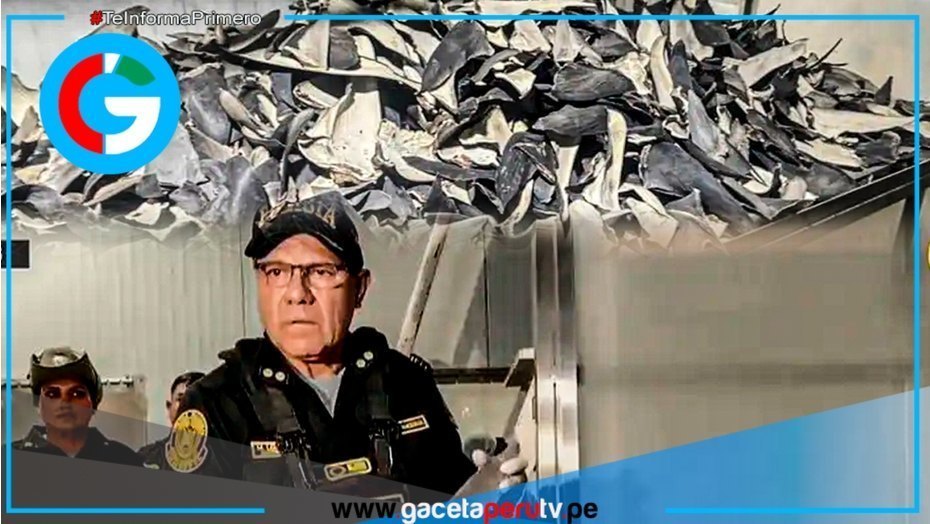 Callao incauta 12 toneladas de aletas de tiburón