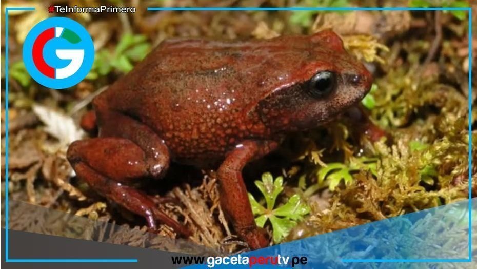 Pasco: Descubren dos nuevas especies de ranas en el Parque Yanachaga-Chemillén