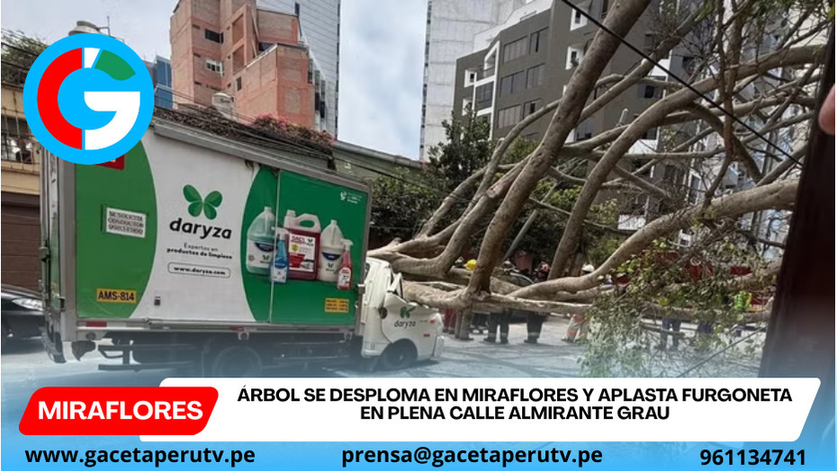 Árbol se desploma en Miraflores y aplasta furgoneta en plena calle Almirante Grau