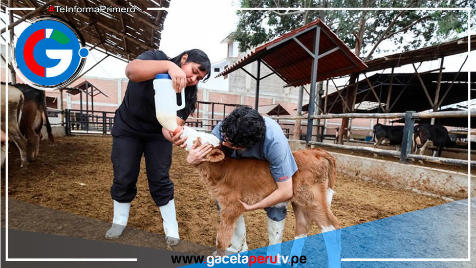 Nacen dos nuevas terneras por inseminación artificial en Trujillo 