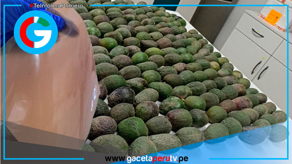 Desarrollan bioplástico a partir de residuos de industria de la palta 