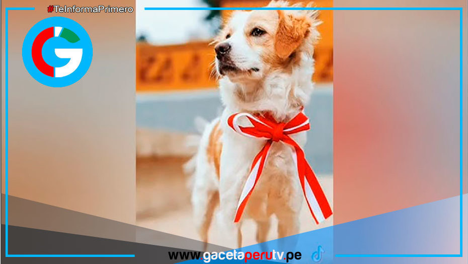 Conoce al perro de origen peruano que logró reconocimiento internacional 
