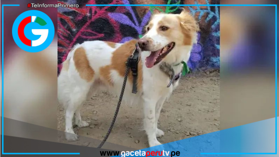 Gobierno reconoce al perro pastor Chiribaya como patrimonio cultural e impulsa su conservación integral